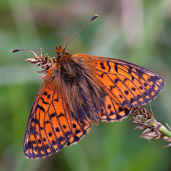 Boloria pales