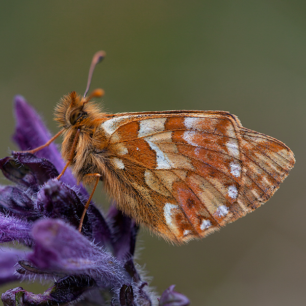 Boloria napaea