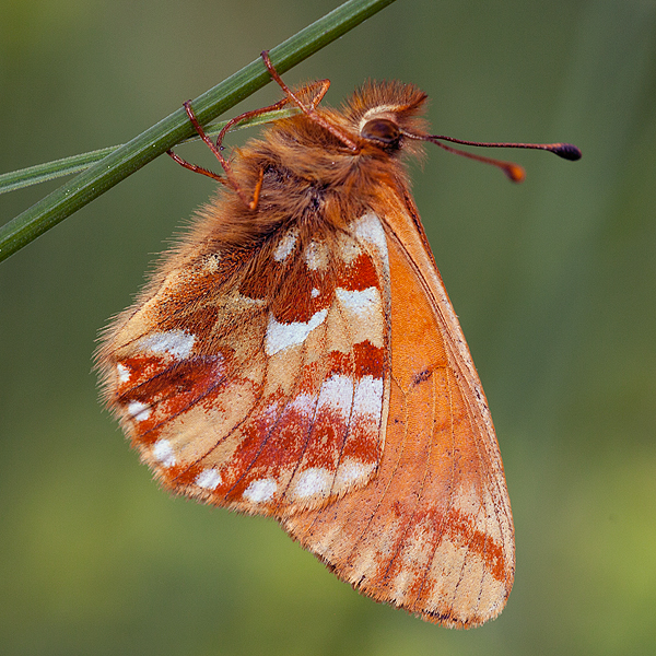 Boloria napaea