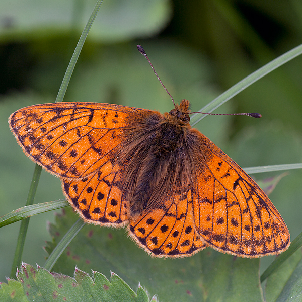 Boloria napaea