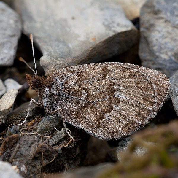 Erebia pandrose