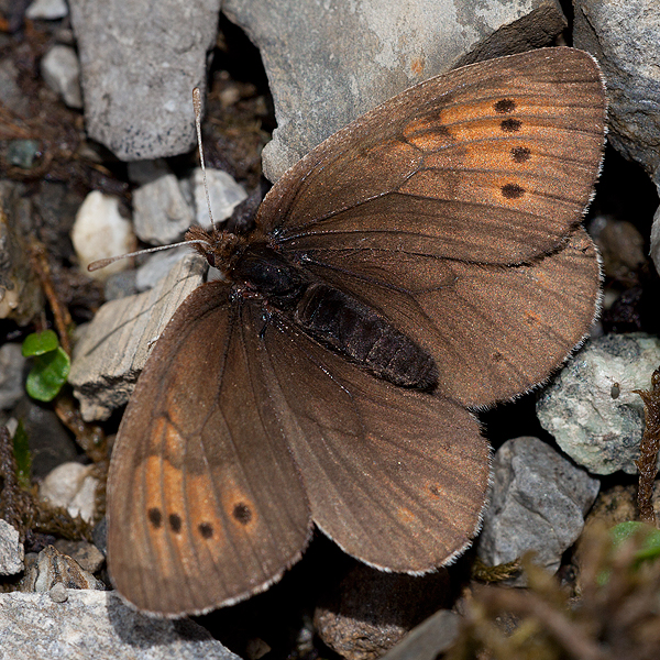 Erebia pandrose