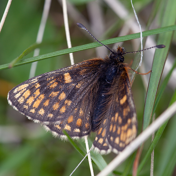 Melitaea asteria