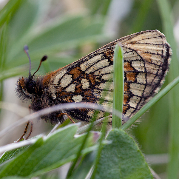 Melitaea asteria