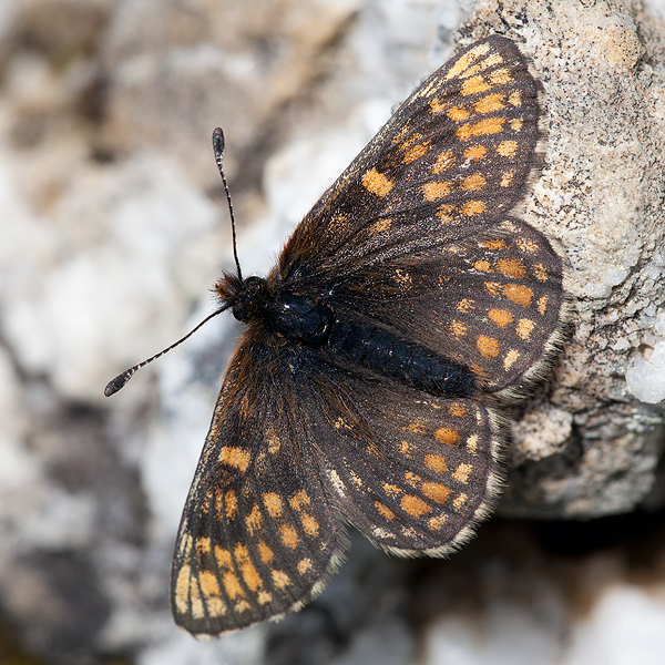 Melitaea asteria