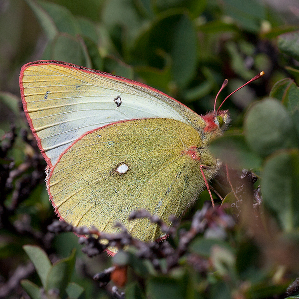 Colias palaneo