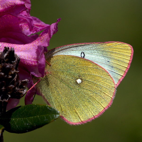 Colias palaneo