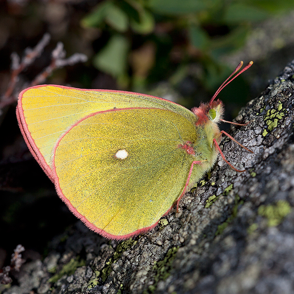 Colias palaneo