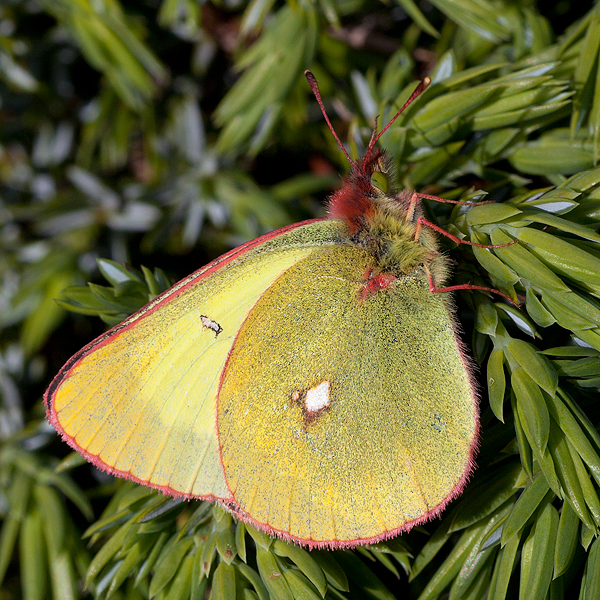 Colias palaneo