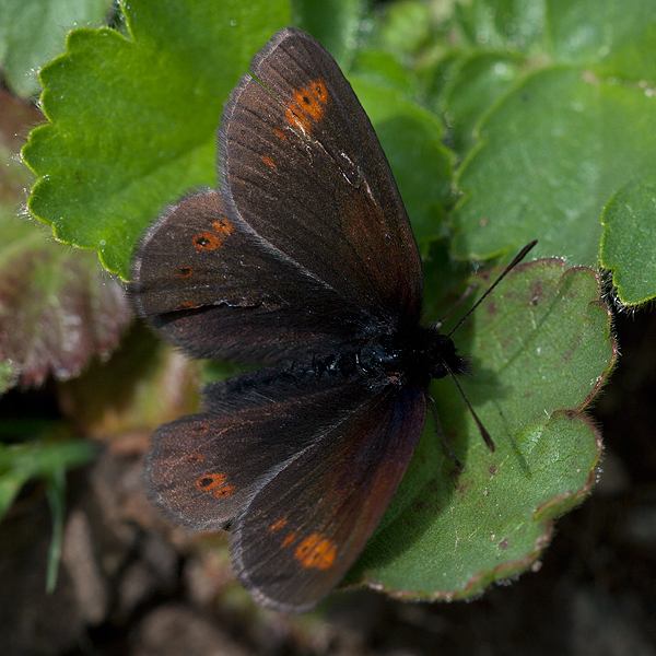 Erebia flavofasciata