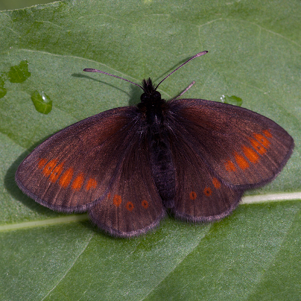 Erebia melampus