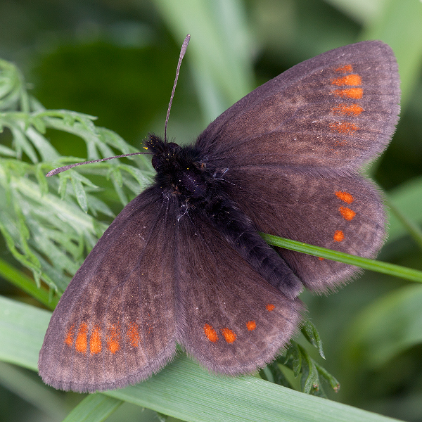 Erebia pharte