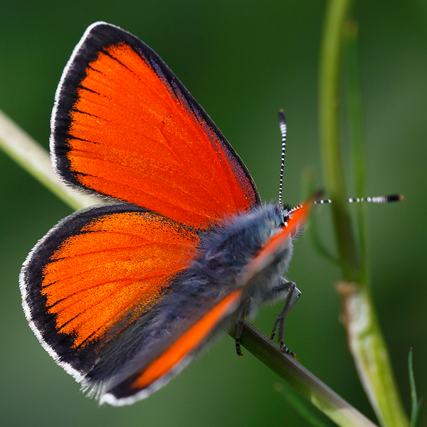 Lycaena hippothoe (eurydame)