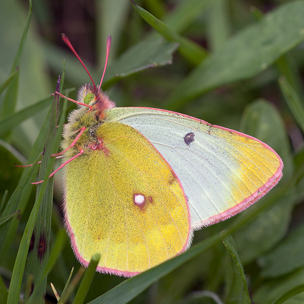 Colias phicomone