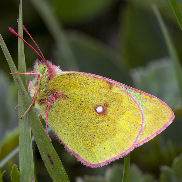 Colias phicomone