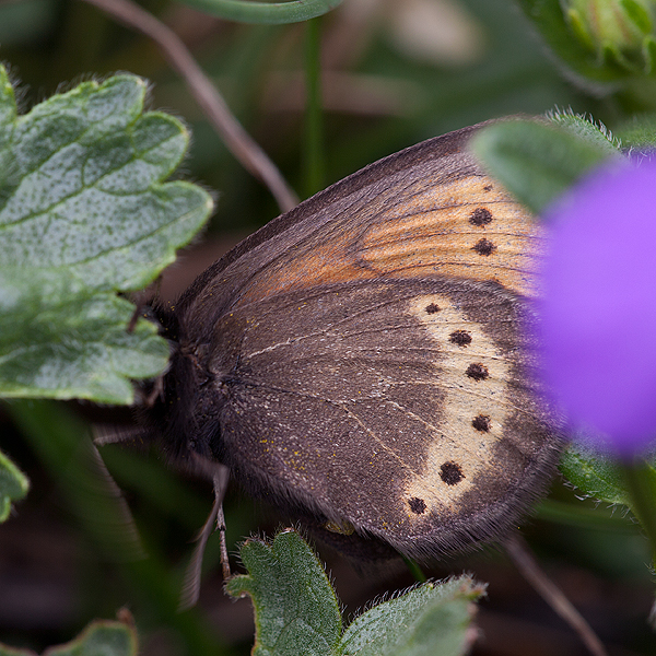 Erebia flavofasciata