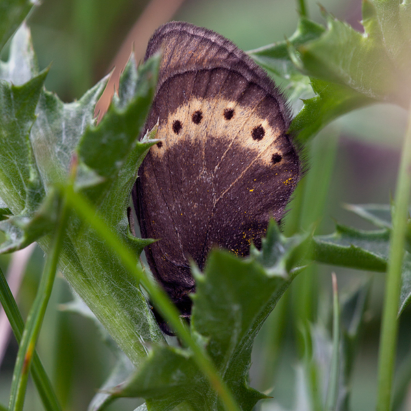 Erebia flavofasciata