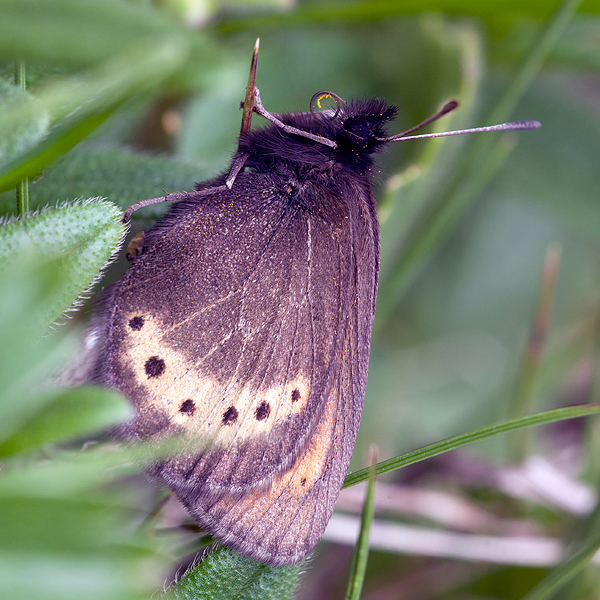 Erebia flavofasciata