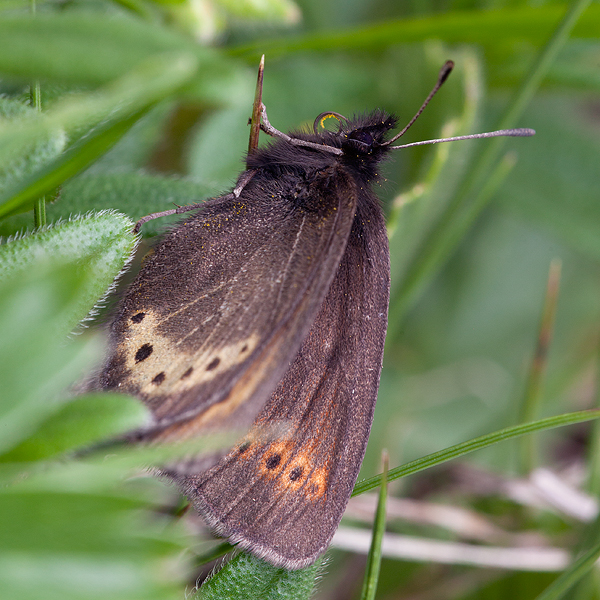 Erebia flavofasciata