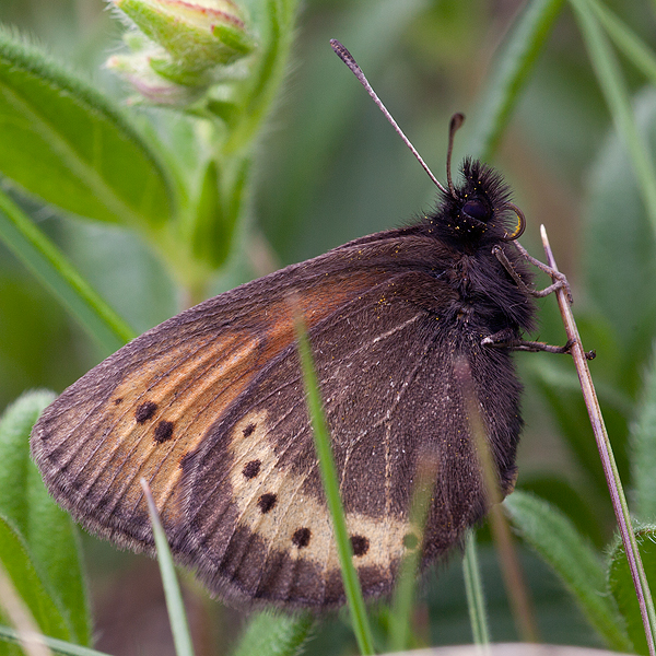 Erebia flavofasciata