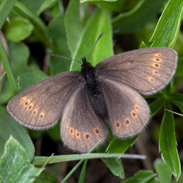 Erebia flavofasciata