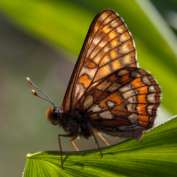 Euphydryas intermedia