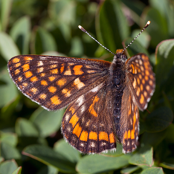 Euphydryas intermedia