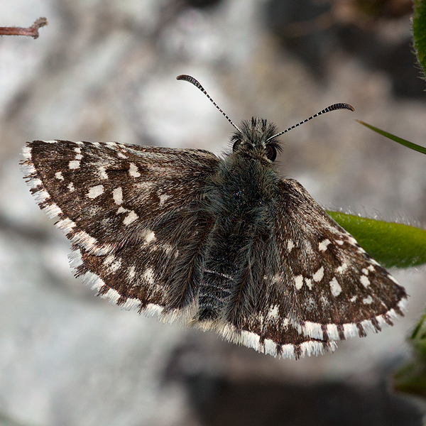 Pyrgus malvoides