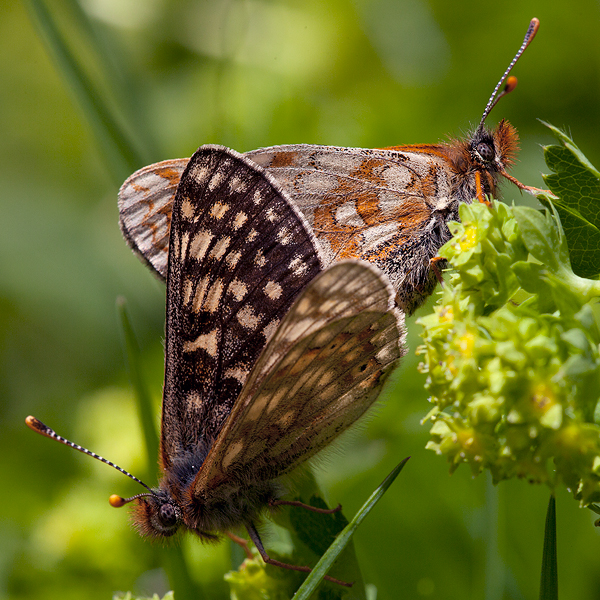 Euphydryas aurinia (glaciegenita)