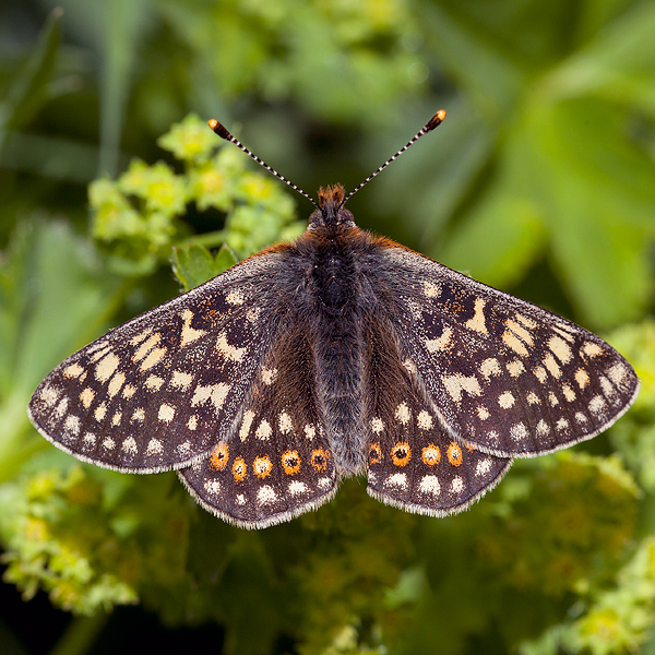 Euphydryas aurinia (glaciegenita)