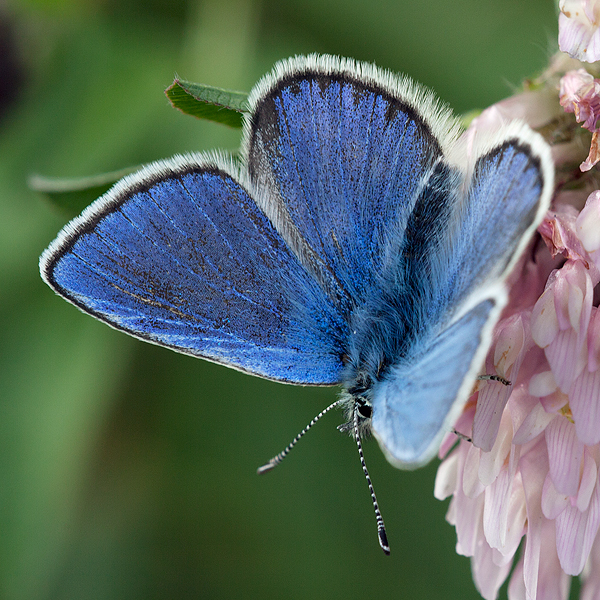 Plebejus orbitulus