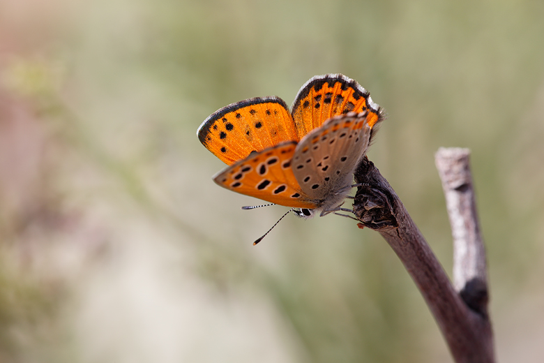 Lycaena phoebus