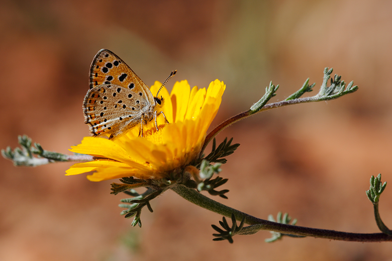 Lycaena phoebus