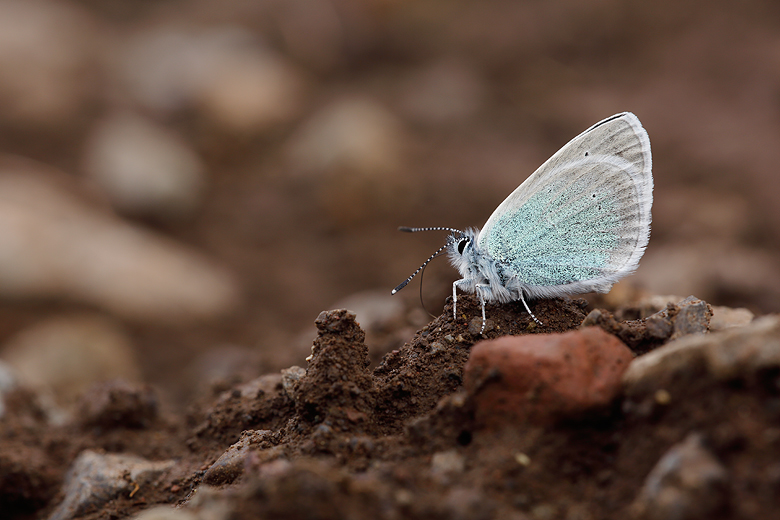 Polyommatus coelestina