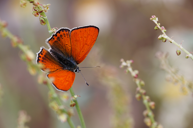 Lycaena thersamon