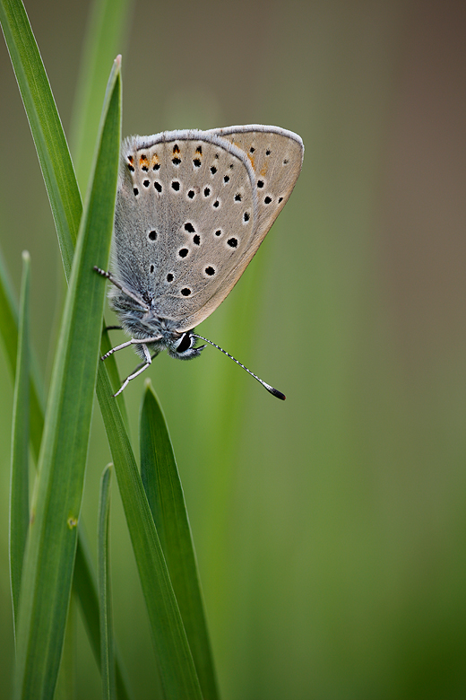 Lycaena candens