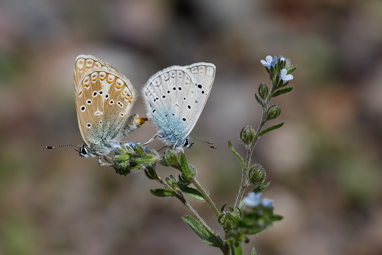 Polyommatus aedon