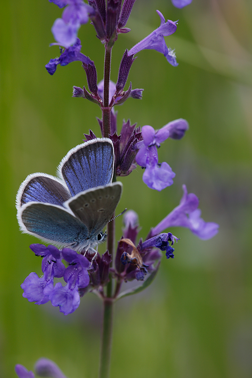 Polyommatus coelestina