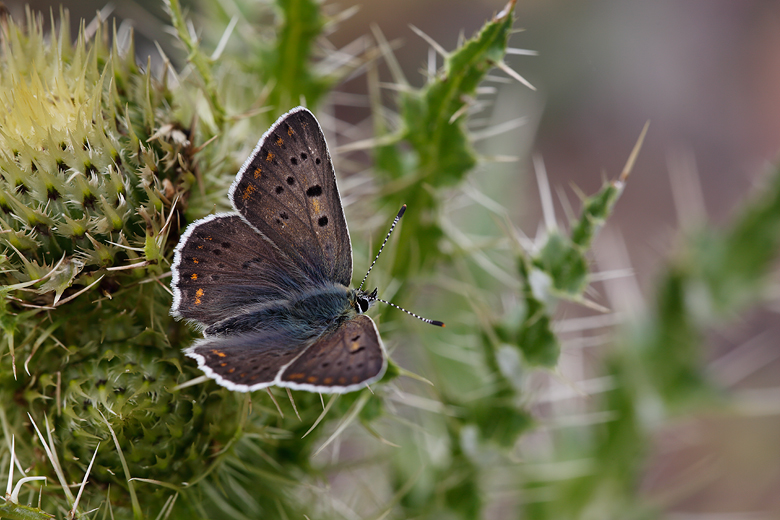 Lycaena tityrus