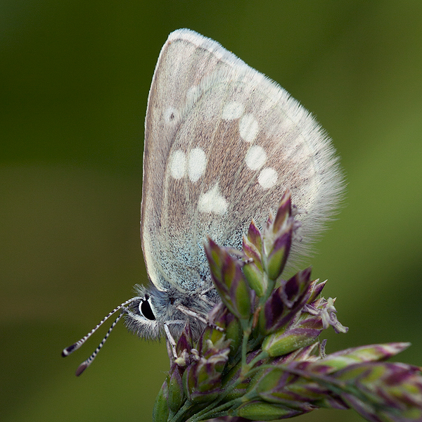 Plebejus orbitulus