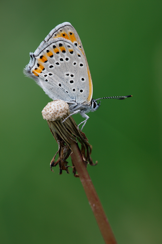 Lycaena thersamon