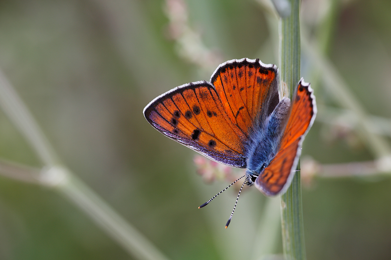 Lycaena alciphron (melibaeus)