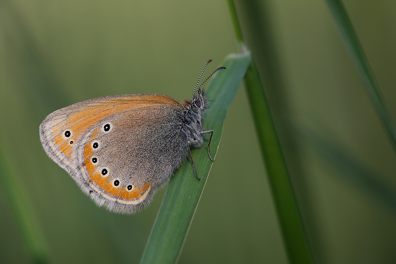 Coenonympha leander