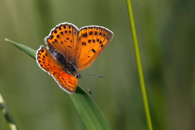 Lycaena alciphron (melibaeus)