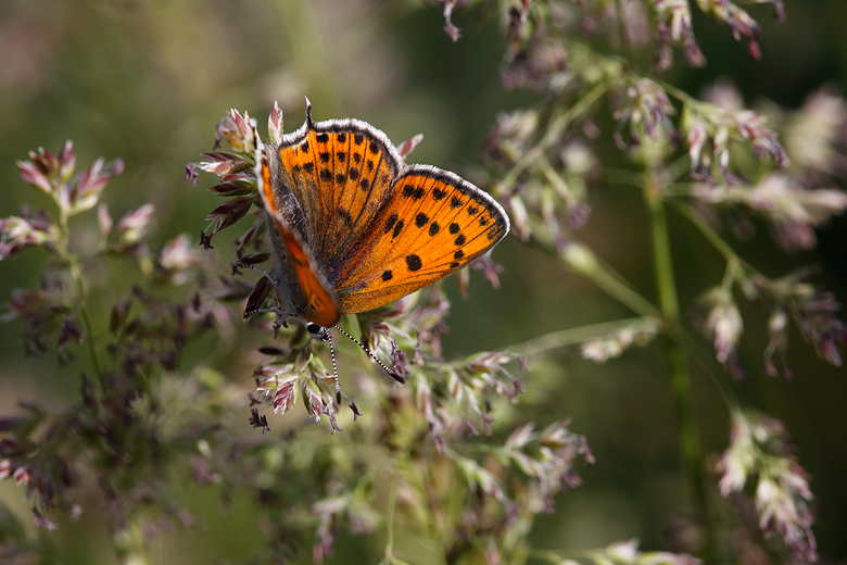 Lycaena thersamon