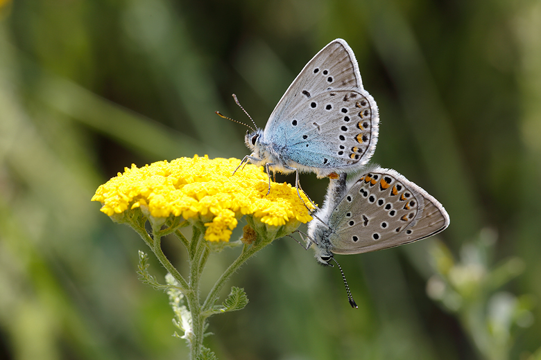 Polyommatus amandus
