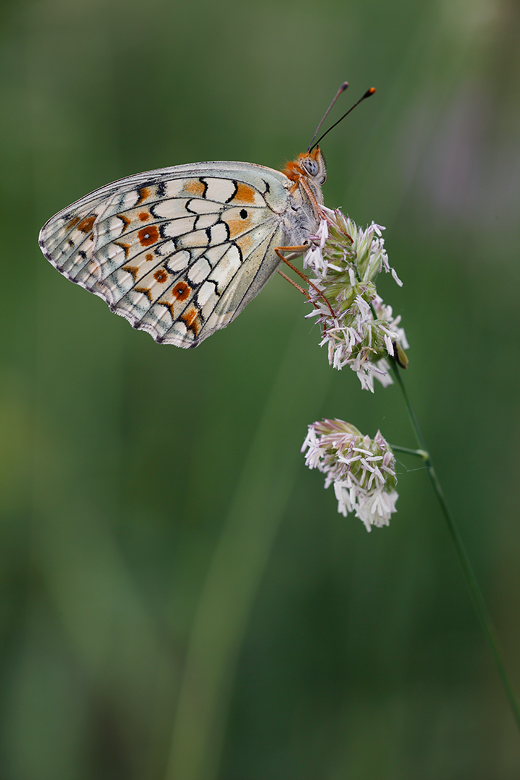 Argynnis niobe