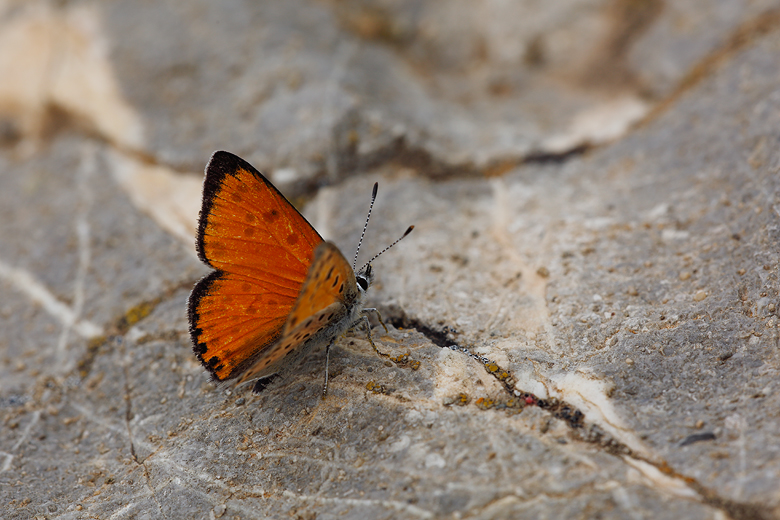 Lycaena ochimus