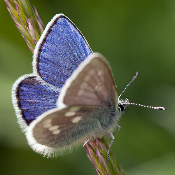 Plebejus orbitulus