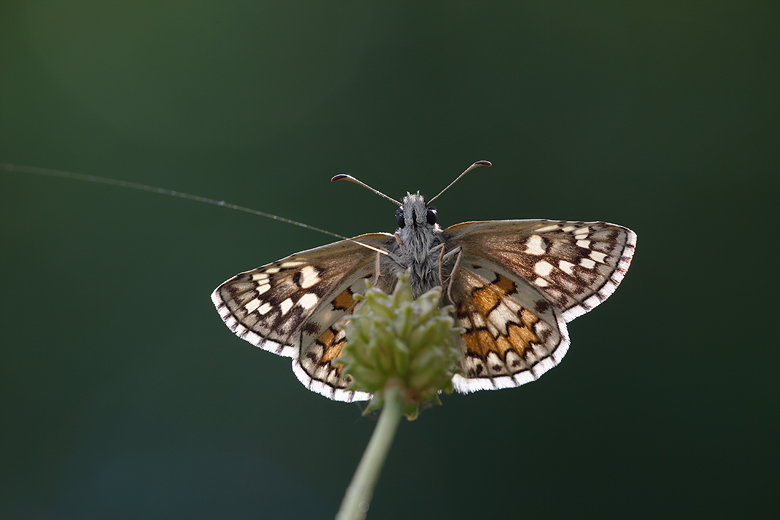 Pyrgus sidae